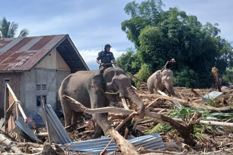 Ironi di Balik Banjir Aceh: Alam Kewalahan, Gajah Turun Tangan