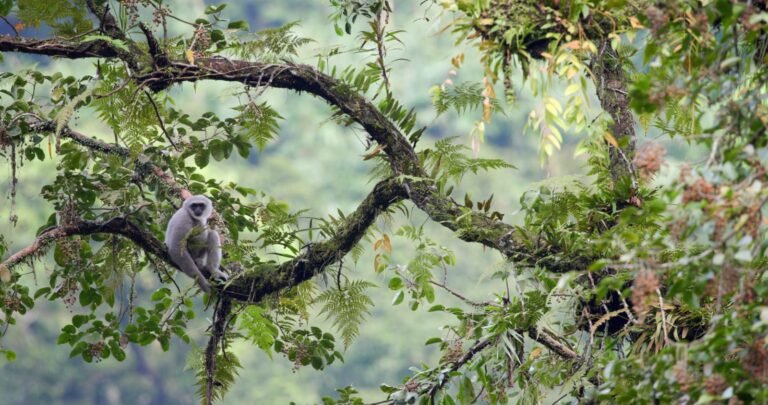 Bukan Sekadar Peringatan, Ini Makna di Balik Peringatan Hari Primata Indonesia