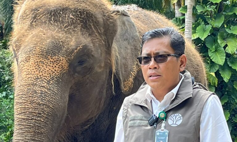Atraksi Menunggangi Gajah Resmi Dilarang oleh Lembaga Konservasi Indonesia