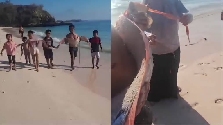 Ikan Oarfish Terdampar di Pantai Pink Lombok, Benarkah Tanda Bencana?