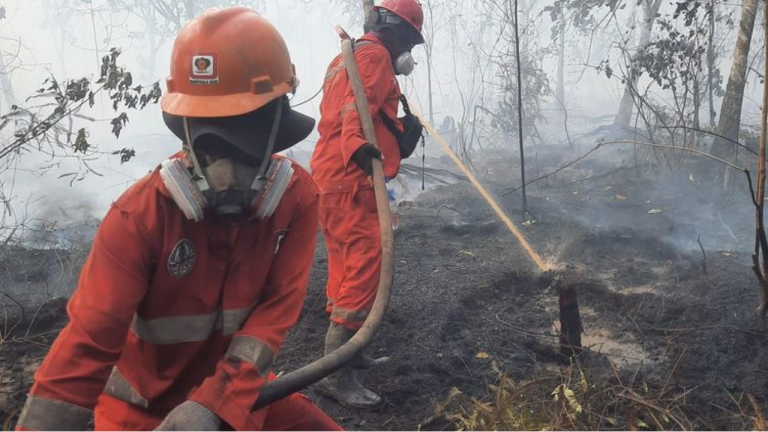 Hotspot Karhutla Turun 56,2 Persen, Kemenhut Tetap Waspadai Risiko Kebakaran